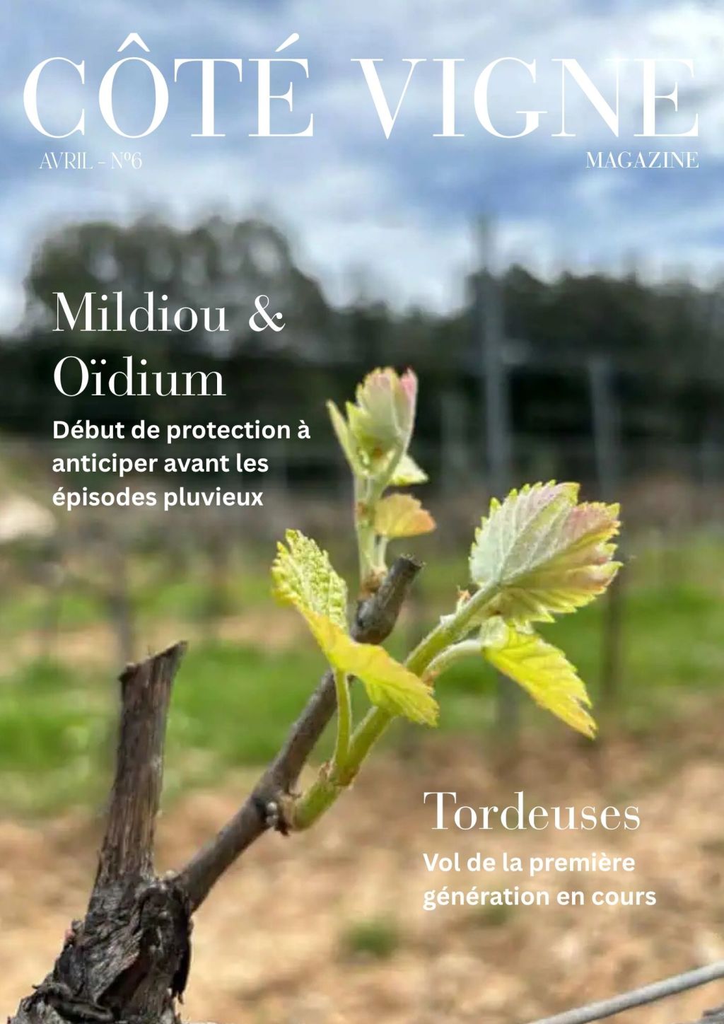 Côté Vigne n°6