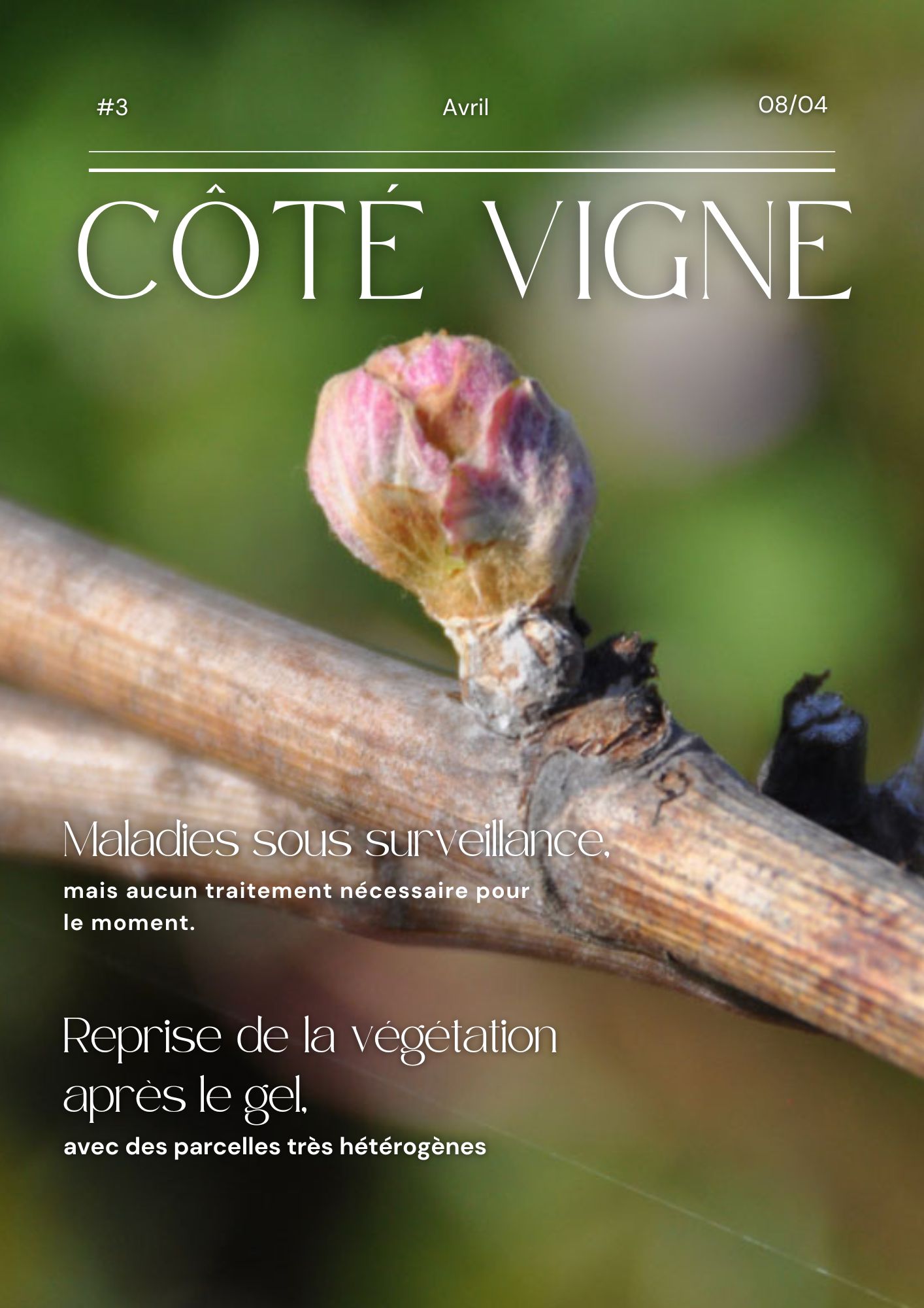 Côté Vigne n°3