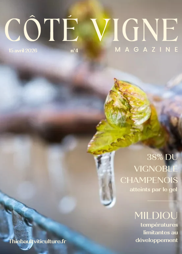 Côté Vigne n°4