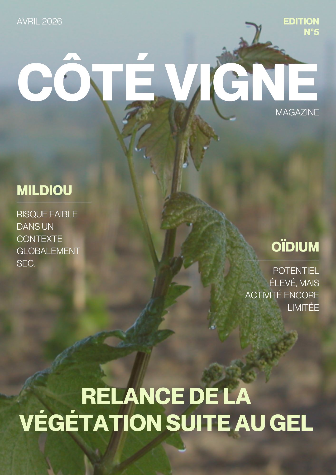 Côté Vigne n°5