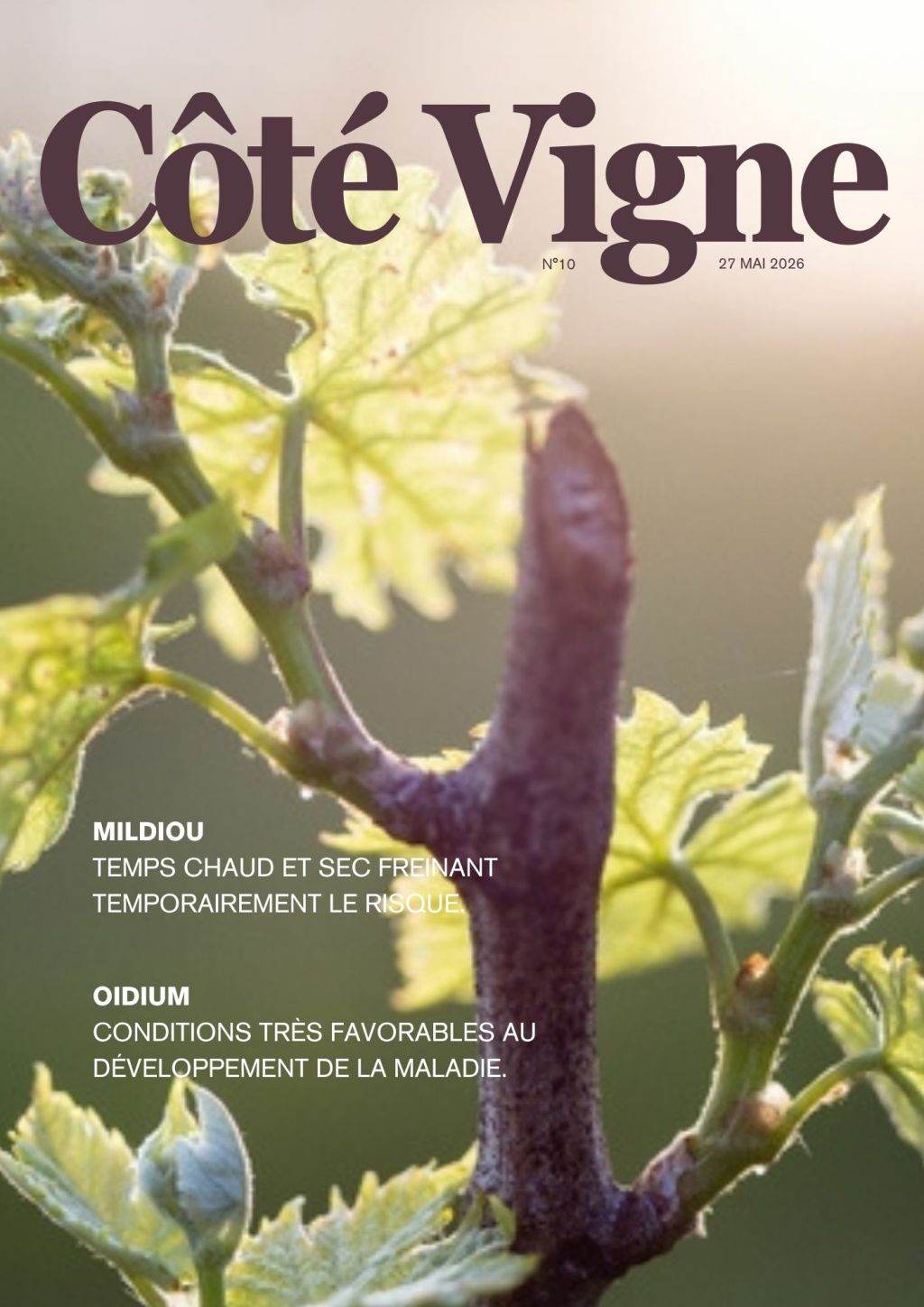 Côté Vigne n°10