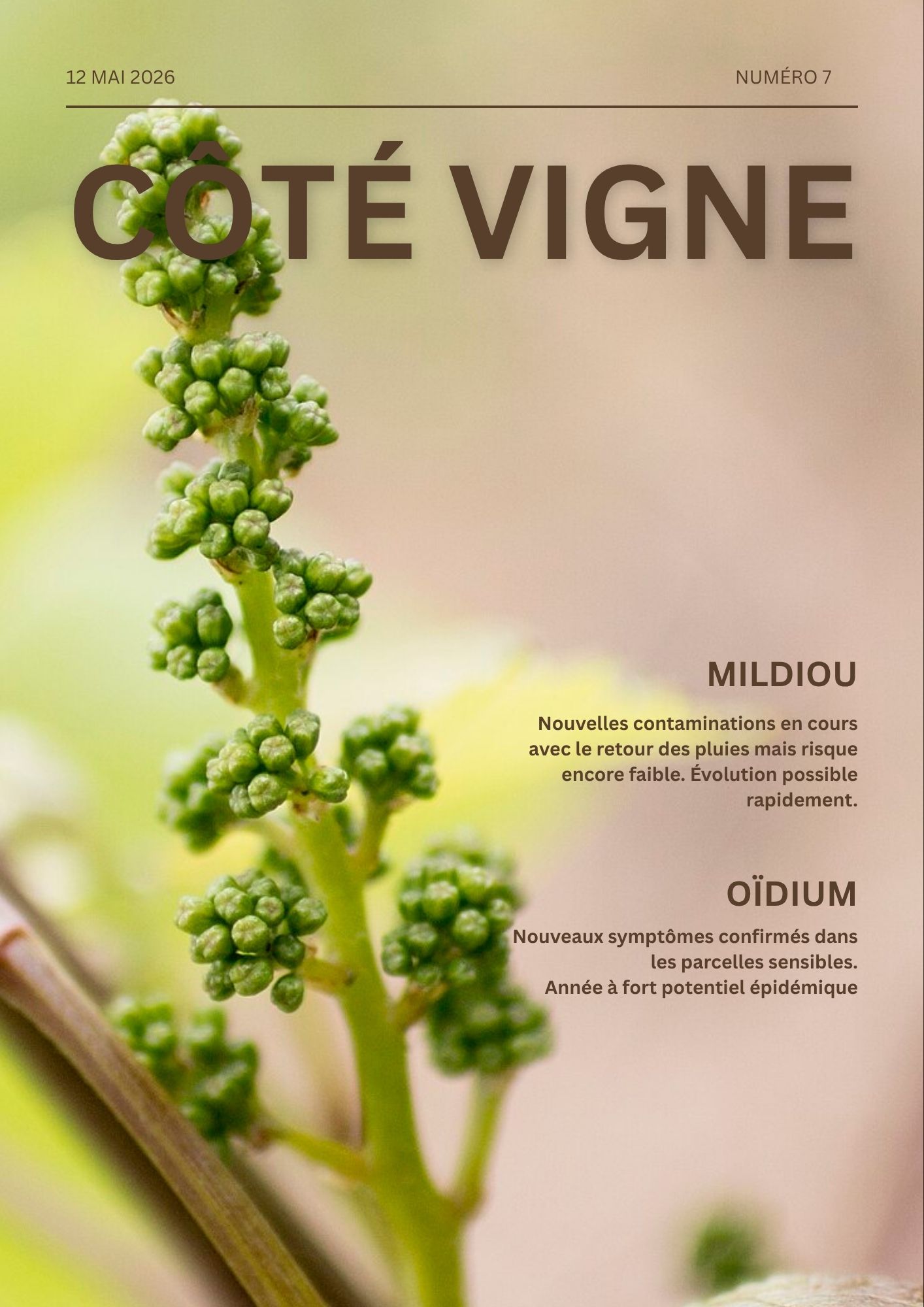 Côté Vigne n°7