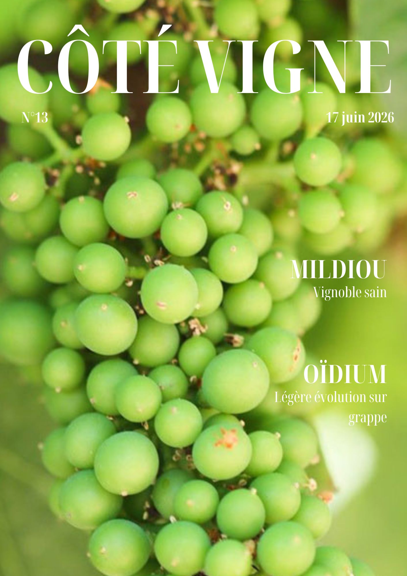 Côté Vigne n°13