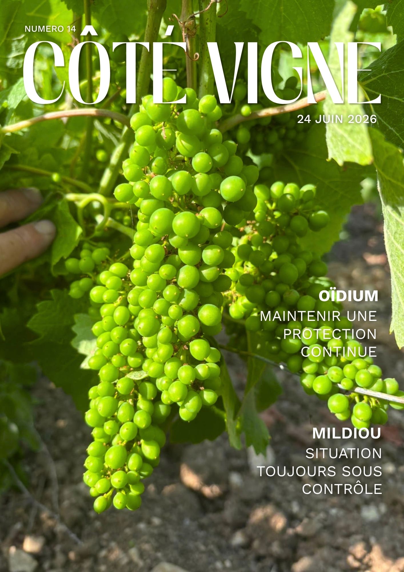 Côté Vigne n°14