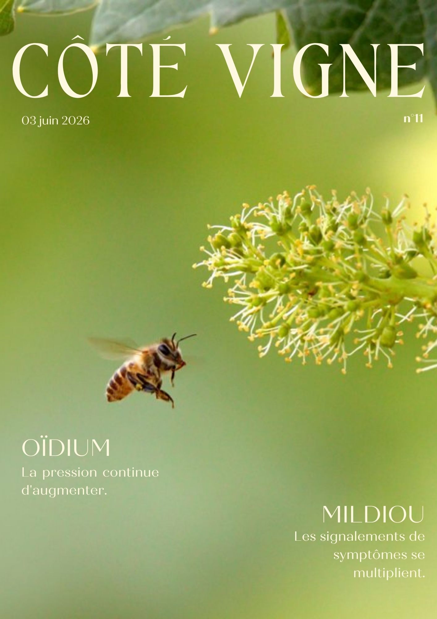 Côté Vigne n°11