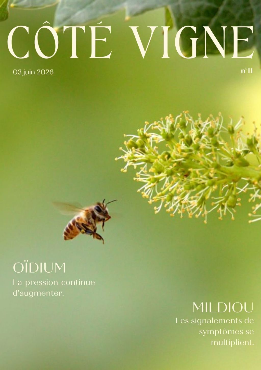 Côté Vigne n°11