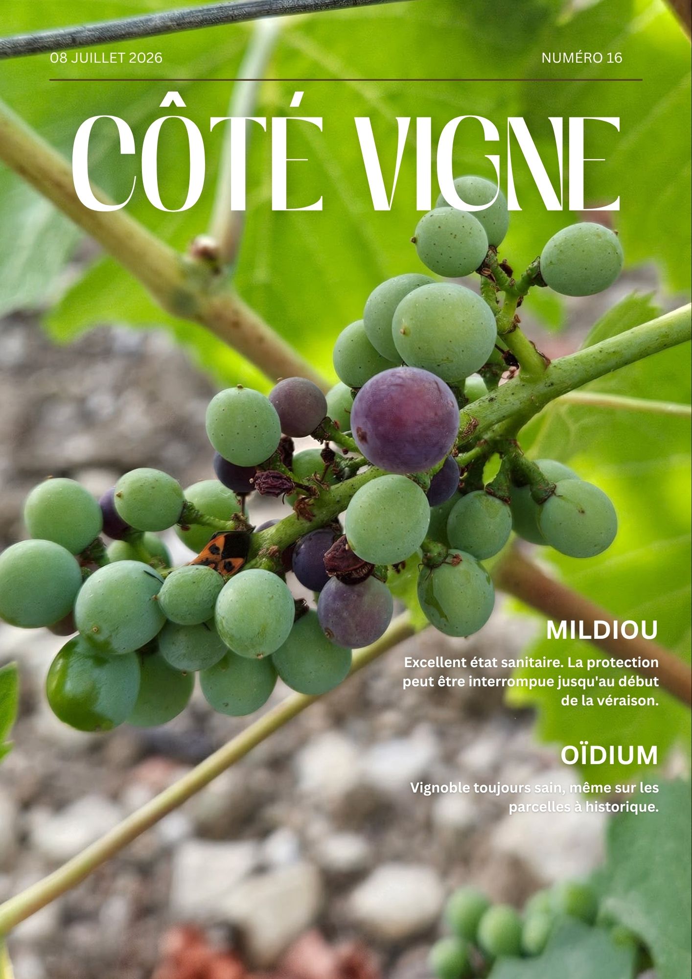 Côté Vigne n°16