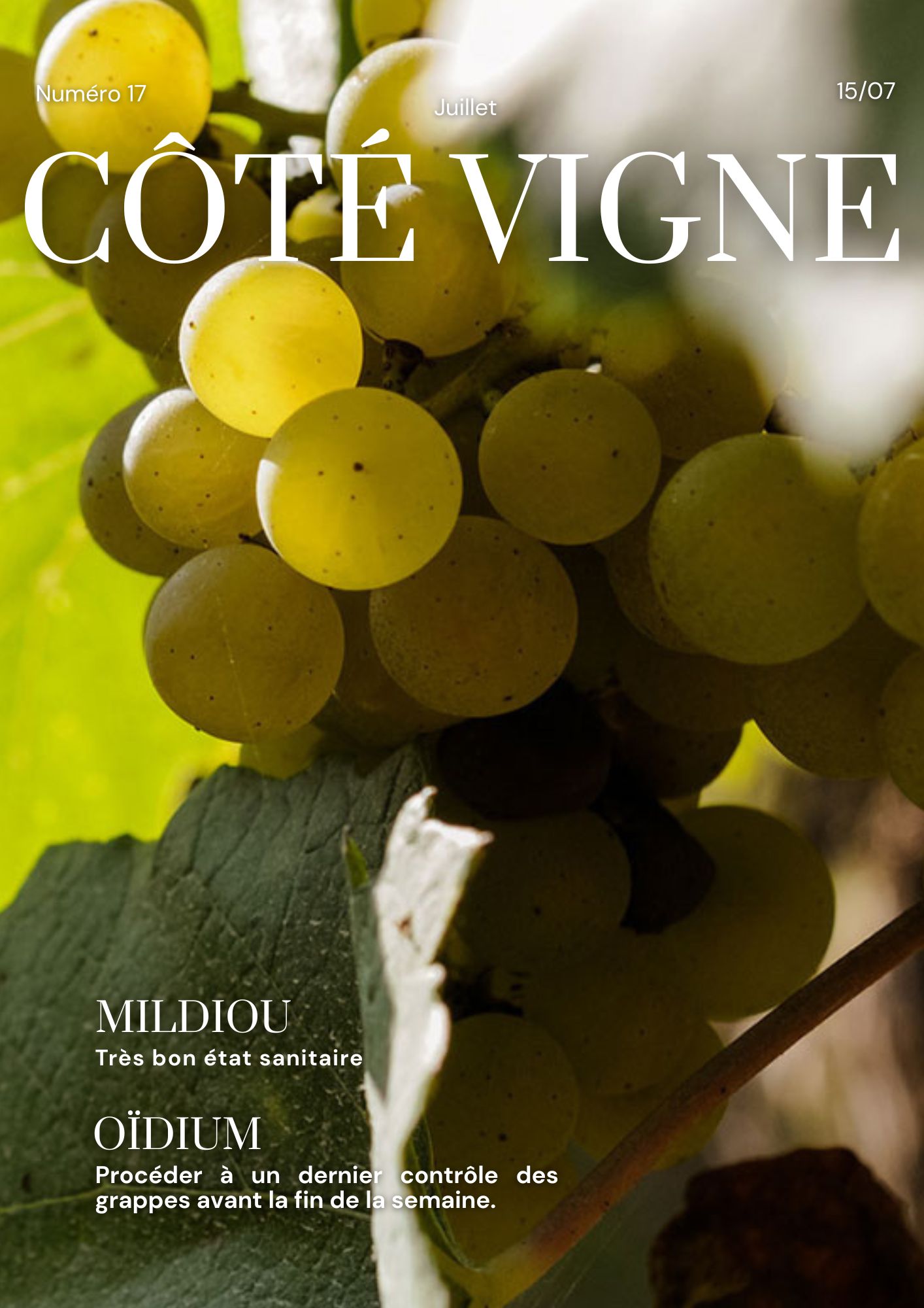 Côté Vigne n°17