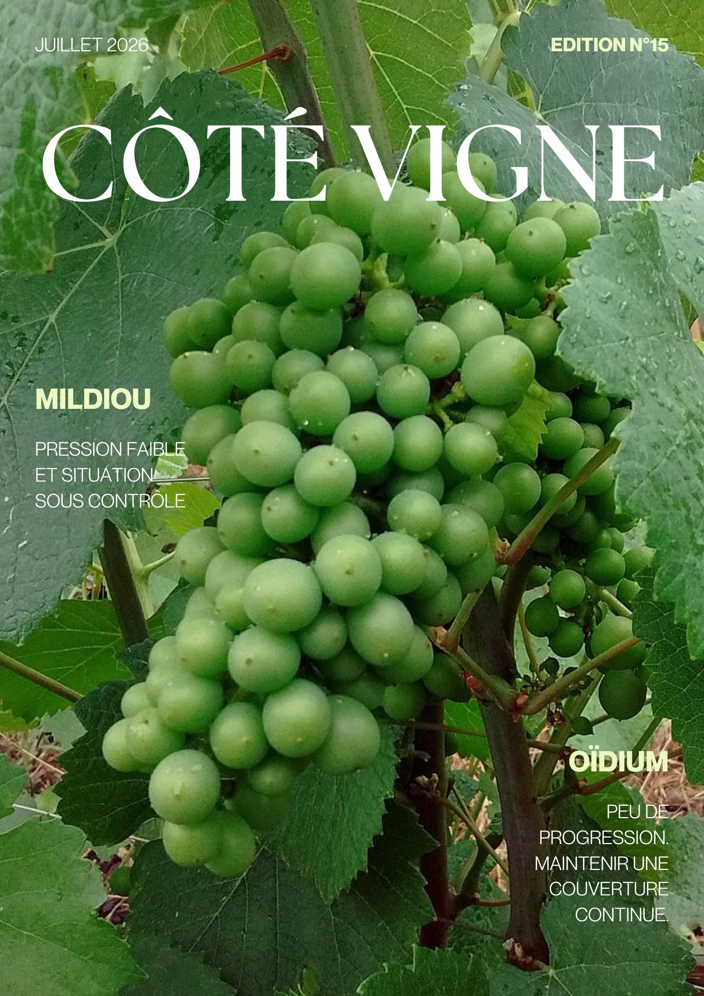 Côté Vigne n°15
